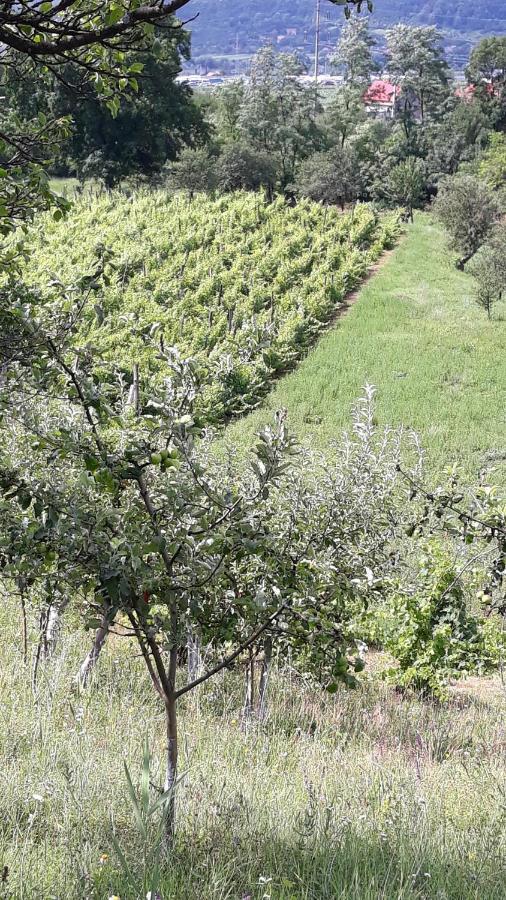 Villa Casa Livada Bunicii Tîrgu Ocna Esterno foto
