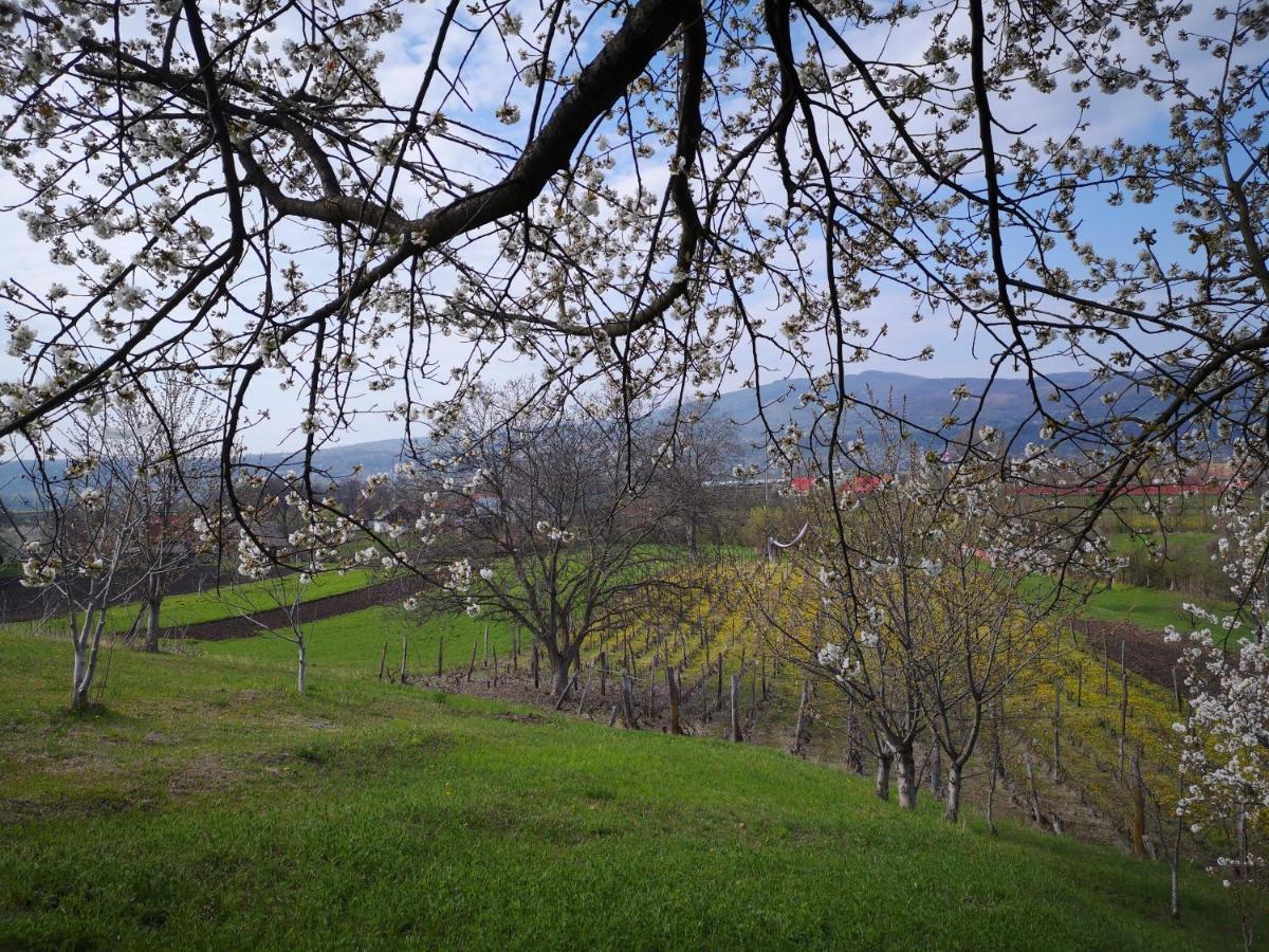 Villa Casa Livada Bunicii Tîrgu Ocna Esterno foto