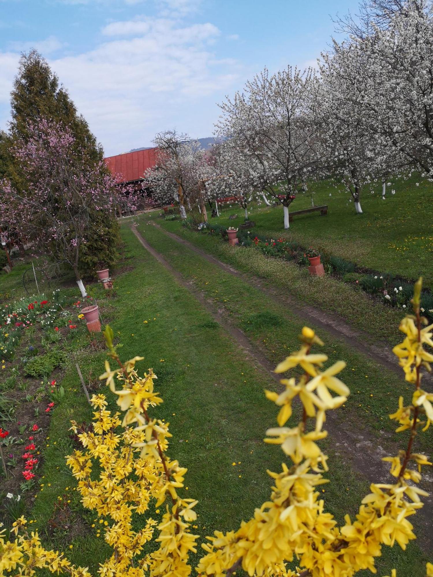 Villa Casa Livada Bunicii Tîrgu Ocna Esterno foto